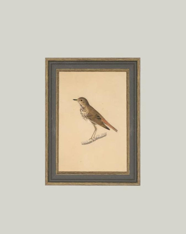 Antique Bird Art - Framed 7x9 Canvas Print