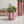 Pink Striped Compote