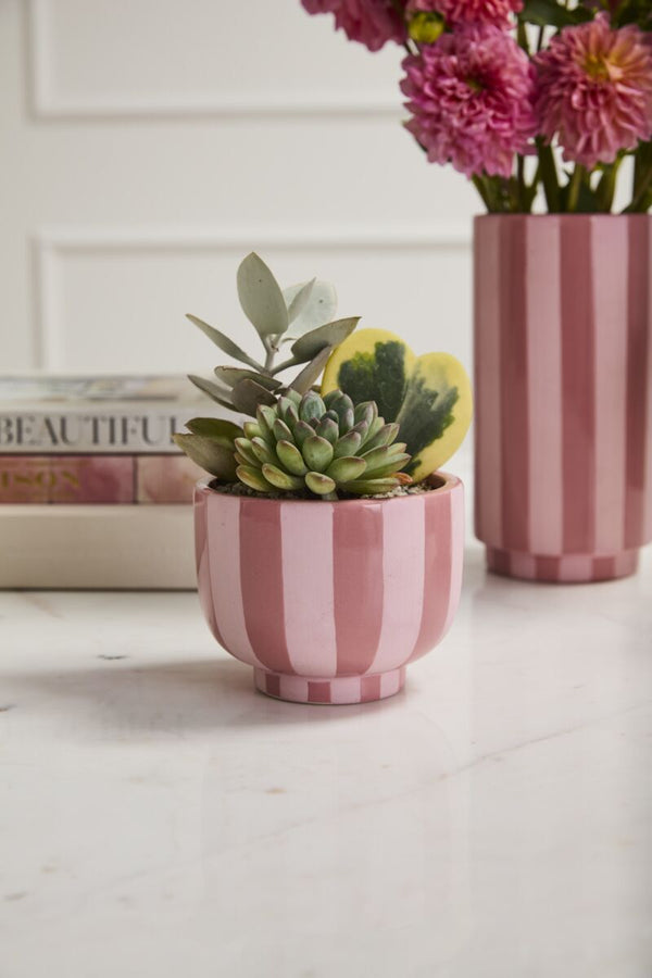 Pink Striped Compote