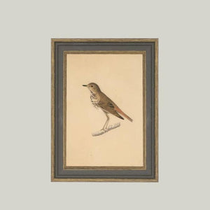Antique Bird Art - Framed 7x9 Canvas Print
